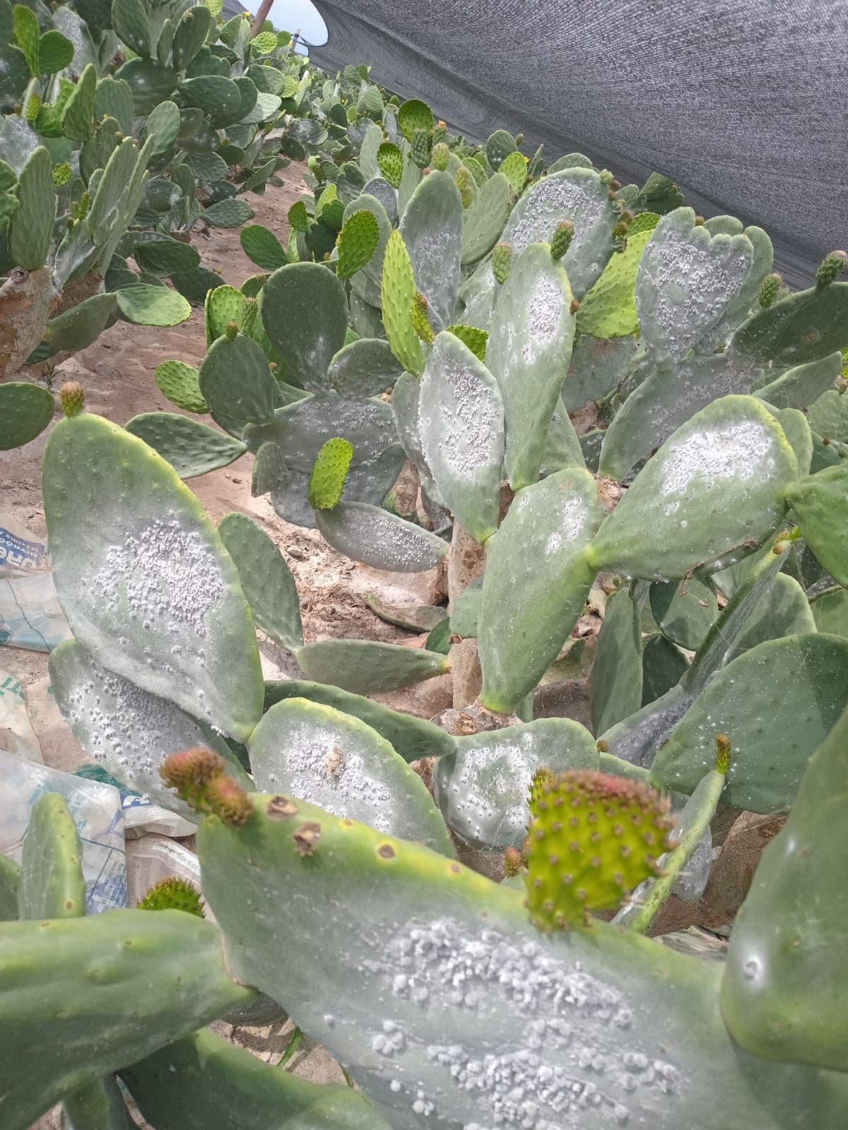 Cultivo de nopales bajo techo