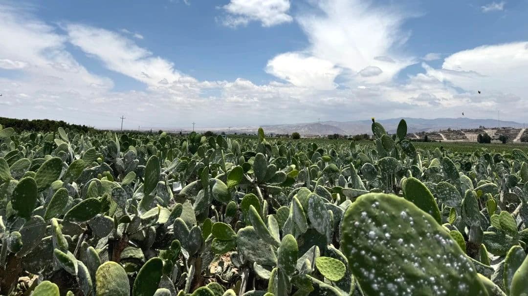 Campos de nopal con cochinilla en Perú