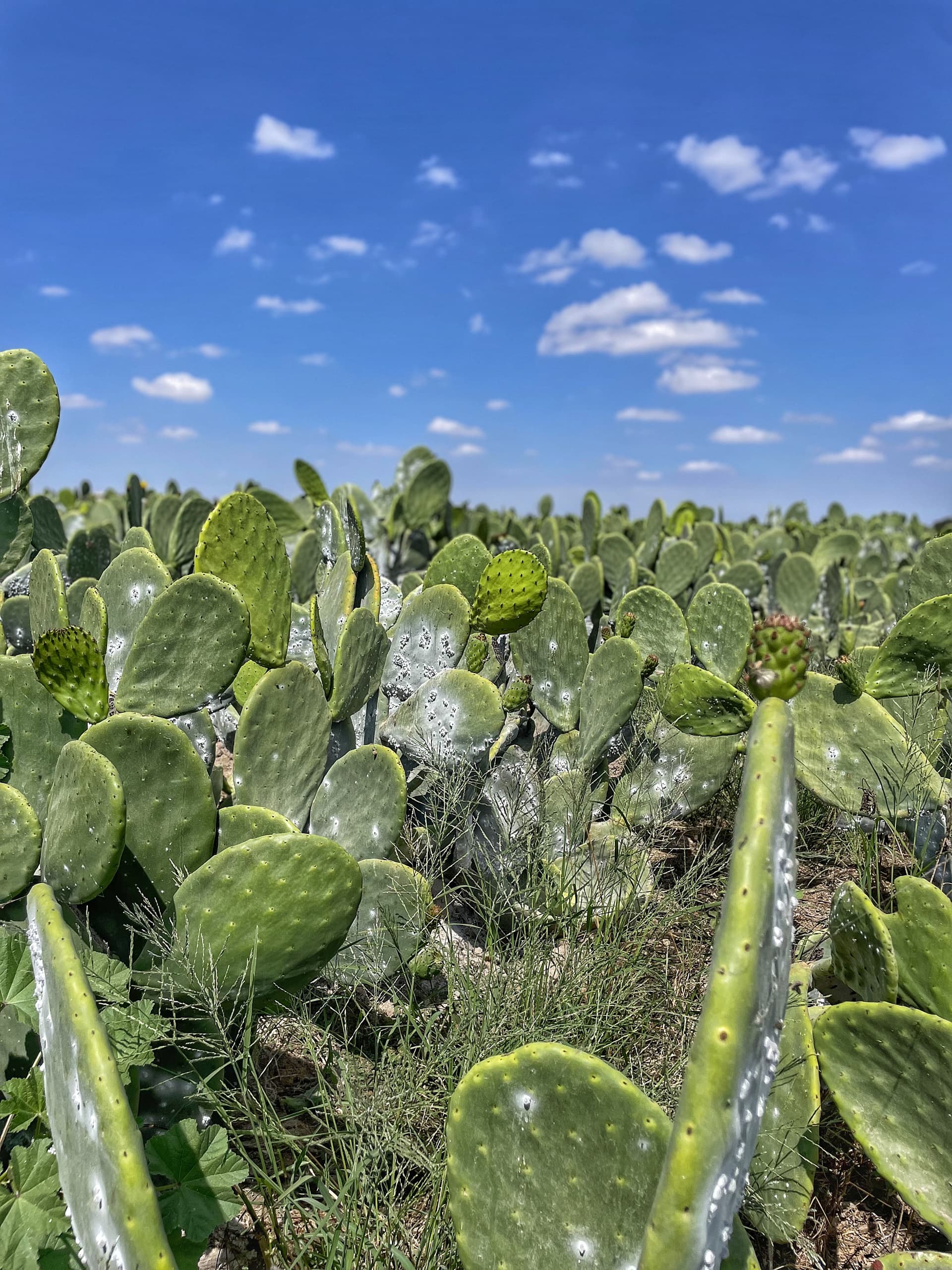 Cultivo de nopales bajo techo